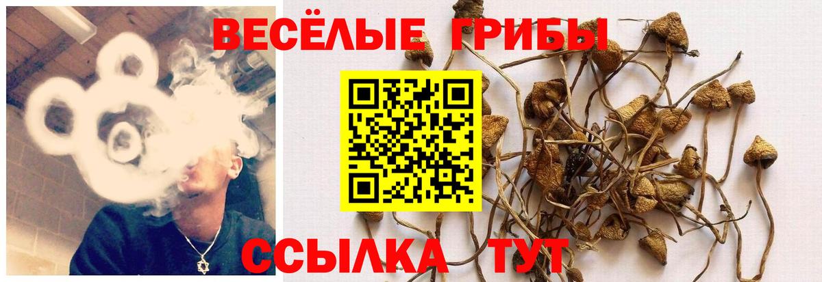 Псилоцибиновые грибы GOLDEN TEACHER Туапсе